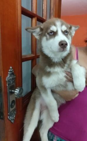 Fêmea MARROM de Husky Siberiano - Foto 2