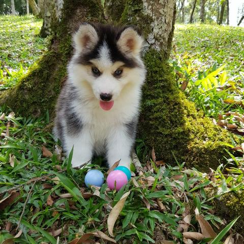 Lindos Filhotes De Husky Siberano - Pelagem Wooly - Foto 3