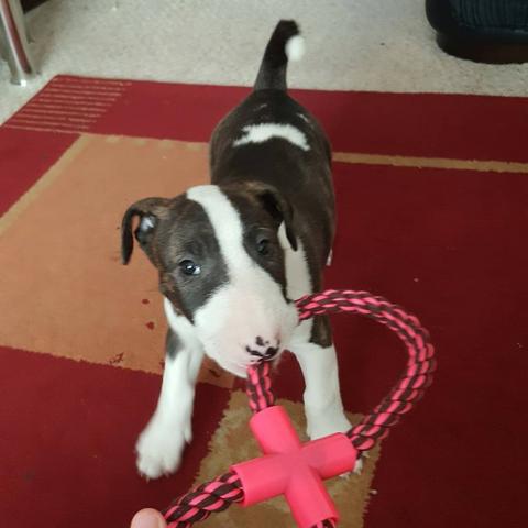 Bull Terrier Inglês pirata/fulvo/tricolor/white e black brindle, machos e fêmeas!