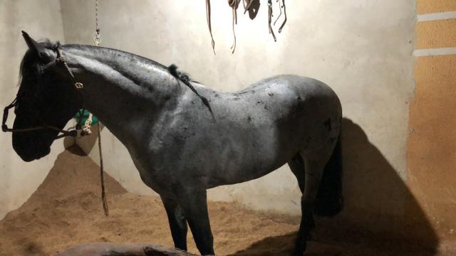 Cavalo Crioulo Mouro - Foto 2