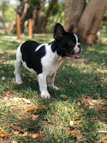 Bulldog francês - Foto 3