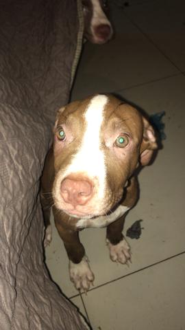Filhotes de pitbull red nose