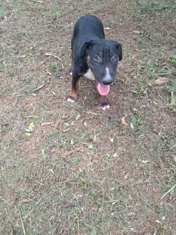 Filhote de bull terrier inglês tricolor vacinado e vermifugado