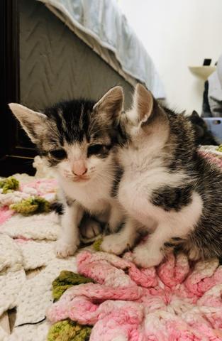 Gatinhos para doação - Foto 5
