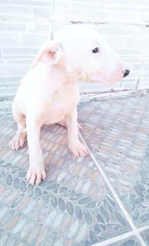 Bull terrier - Foto 5