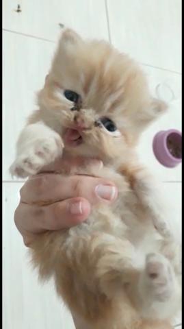 Gato persa filhote - Foto 3