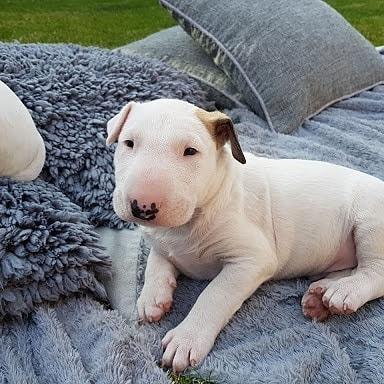 Bull Terrier Inglês pirata/fulvo/tricolor/white e black brindle, machos e fêmeas!