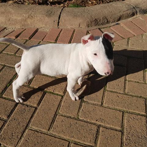 Bull Terrier Inglês pirata/fulvo/tricolor/white e black brindle, machos e fêmeas! - Foto 4