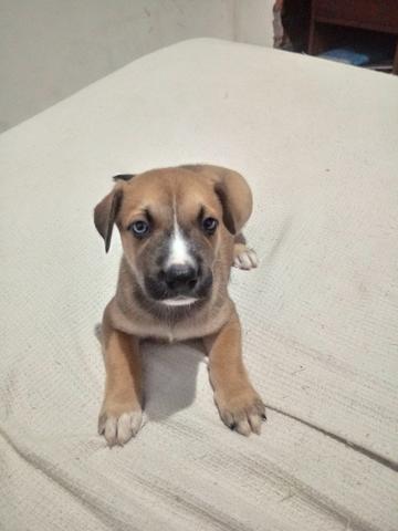 Vendo filhotinhos de pit bull