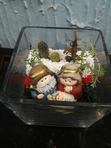 Plantas Terrário