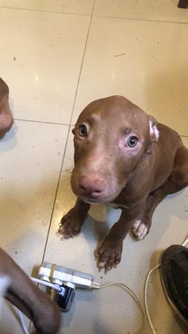 Filhotes de pitbull red nose - Foto 3