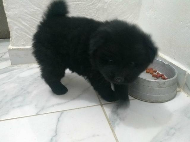 Chow-Chow - Foto 2