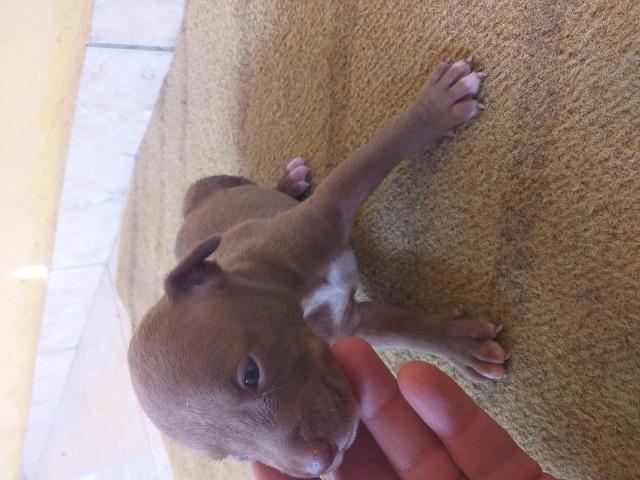 Filhote de pitbull - Foto 3