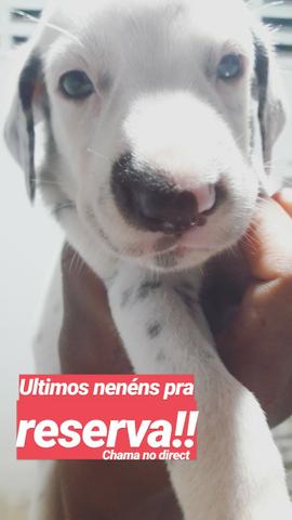 Dálmata Puro - Foto 2