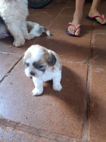 Vendo Filhotes de Shih Tzu