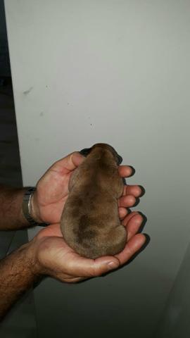 American Bully merle - Foto 2