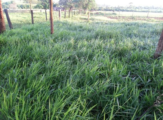 Fazenda - Foto 9