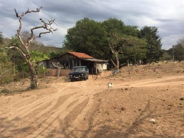 Fazenda de 170 hectares. São Gabriel do Oeste - Foto 10
