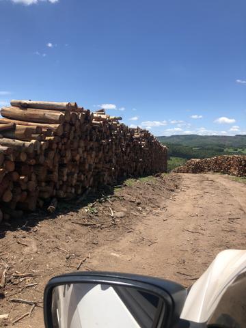 Lenha de Acácia - Foto 2