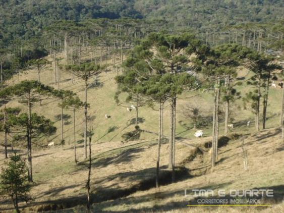 Chácara à venda com 0 dormitórios em Serra alta, São bento do sul cod:194CH - Foto 4