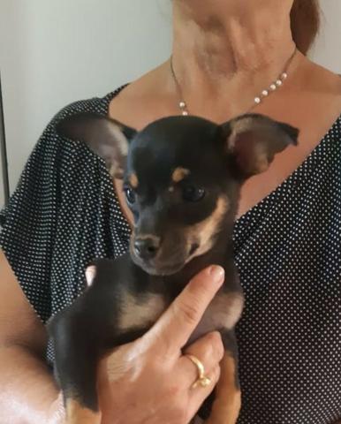 Pinscher Um Mocinho Com Seis Meses - Foto 5