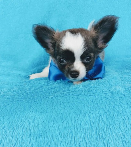 Chihuahua Pelo Longo Machinho 