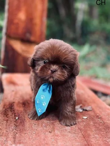 Shihtzu machos e femeas disponíveis 