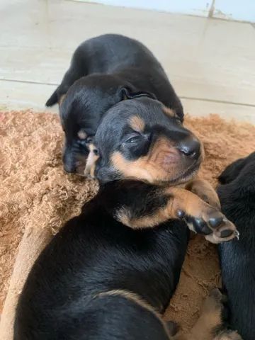 Vende-se filhotes de dachshund (salsicha) - Foto 6