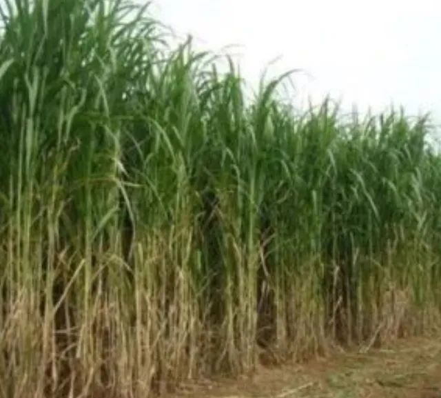 Mudas Brs Capiaçu  - Foto 2