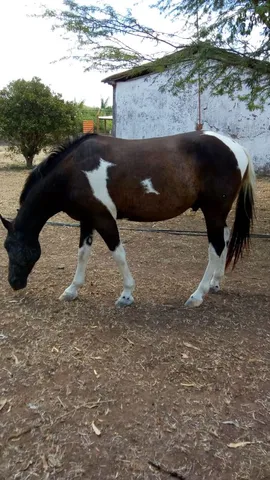 Cavalo pampa de preto