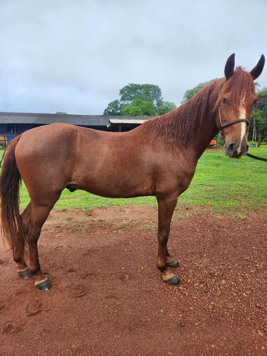 Cavalo Mangalarga alazão castrado registrado ABCCRM 