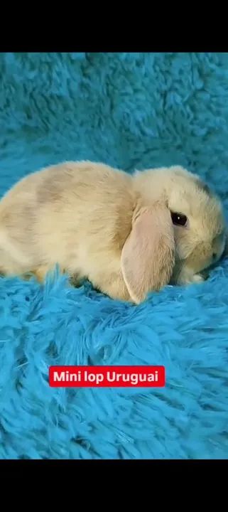 Coelho mini lop Uruguai  - Foto 2