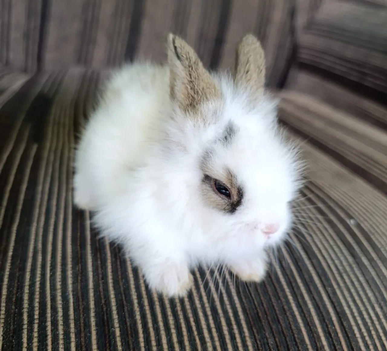 Vende-se mini coelhos