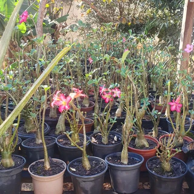Rosa do Deserto.