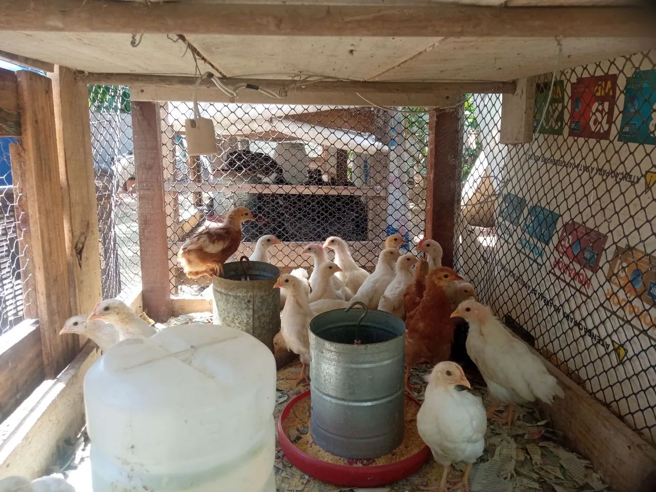 Poedeiras NOVOGEN TINTED! - Foto 3