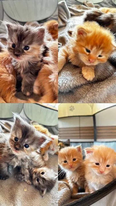 Filhotes Maine Coon - Foto 6