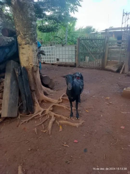 Cordeiro, Carneiro e Ovelha - Foto 4