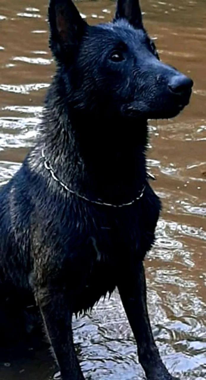 Cobertura de Pastor belga de malinóis - Foto 2