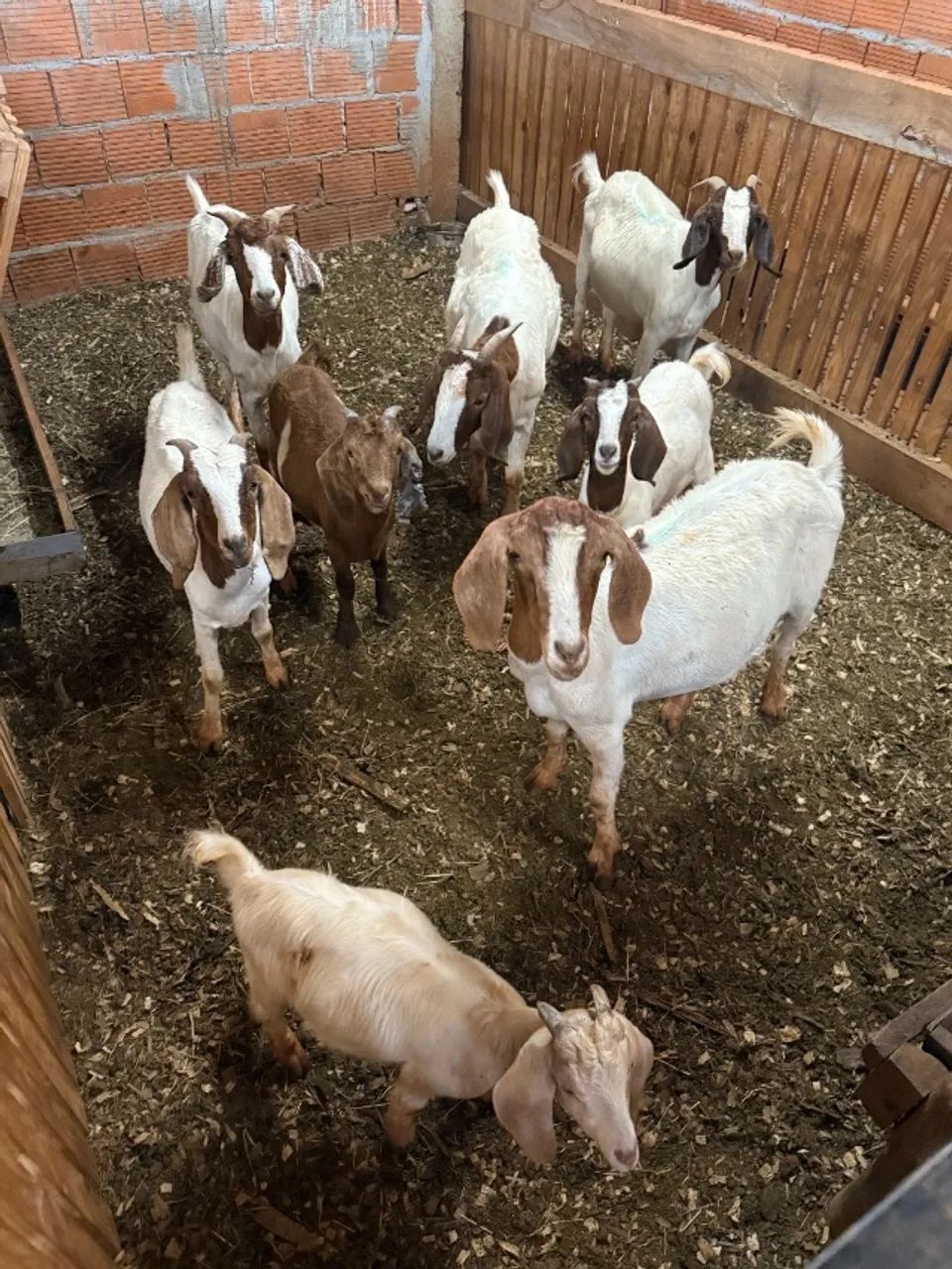Cabritas Boer Puras - Genética de Qualidade | Troco por Ovelhas - Foto 4