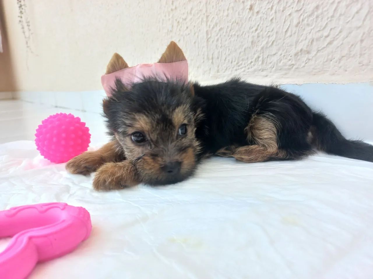 Yorkshire fêmea 2 meses + enxoval - Foto 2