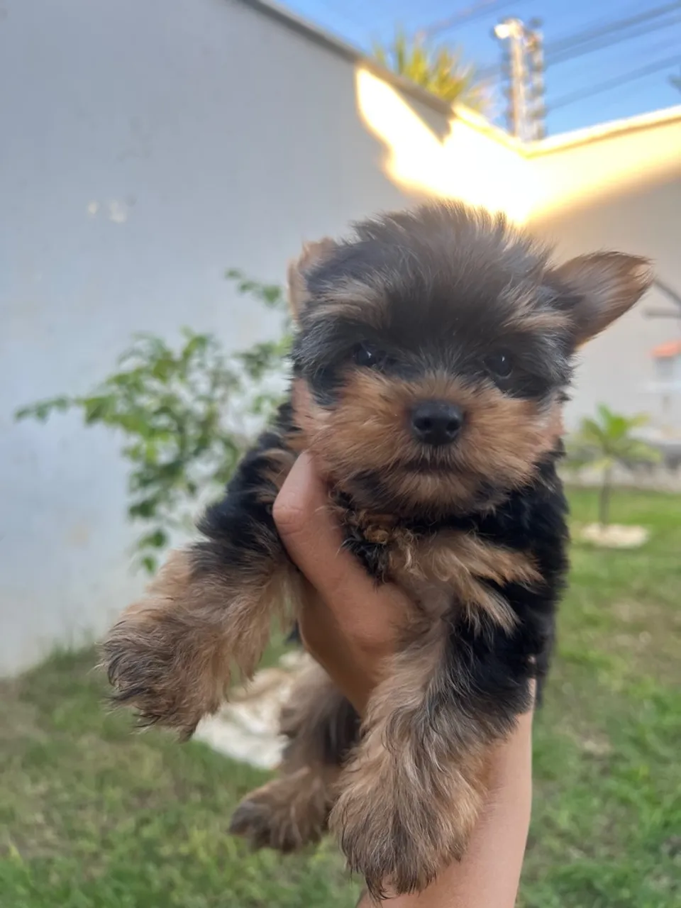 Yorkshire Terrier filhote