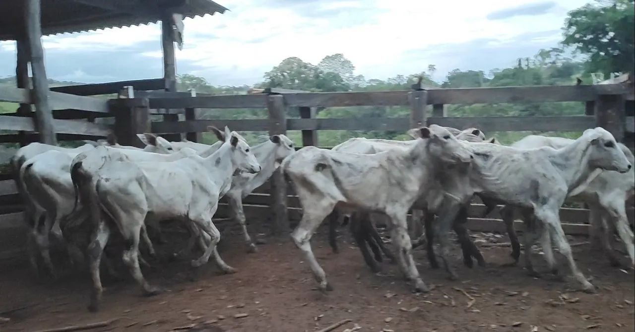 11 bezerras nelore (Anápolis)