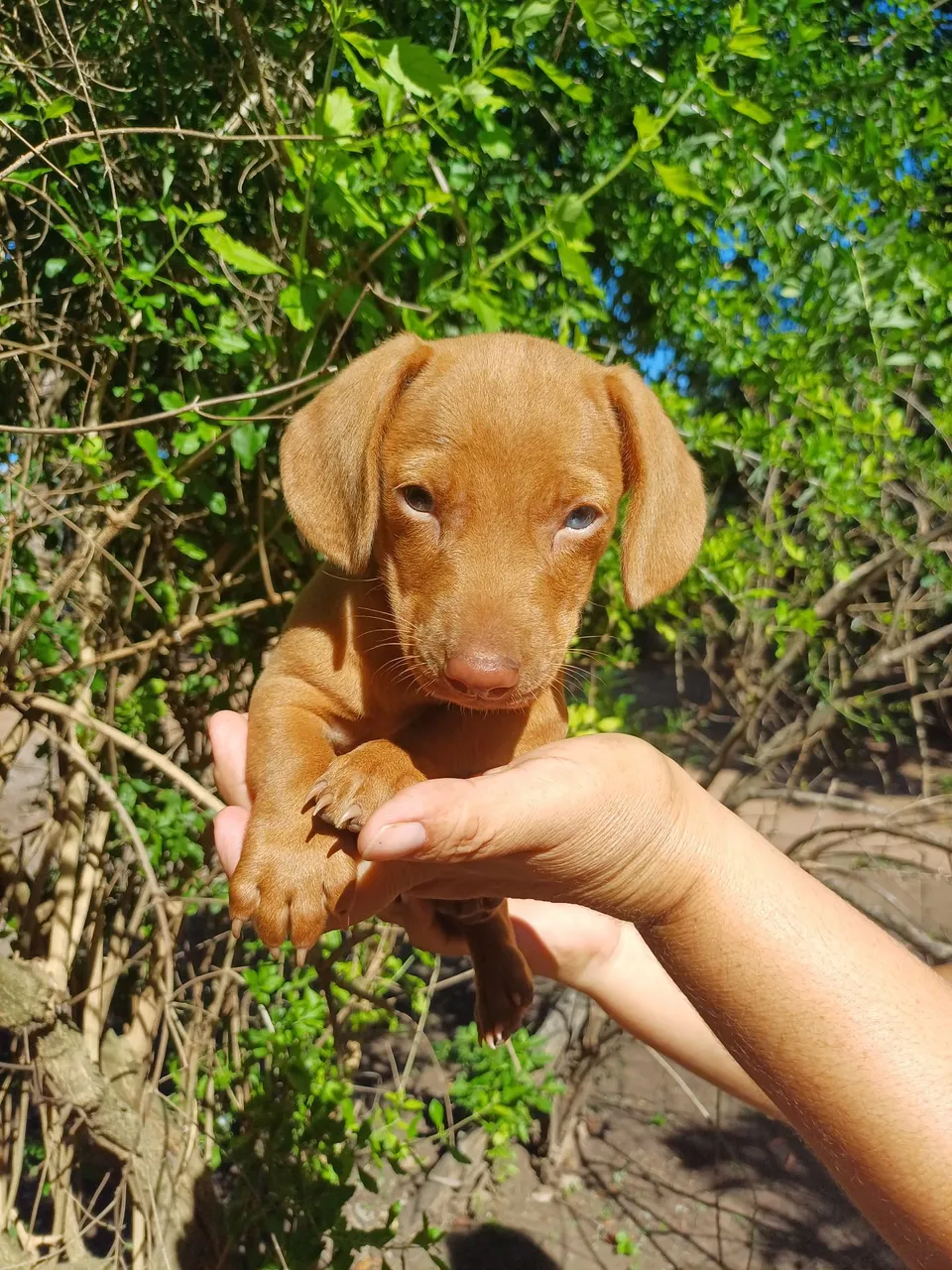 Filhote de basset cruzado com dachshund Arlequim
