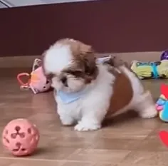 TENHA O QUE Á DE MELHOR NO MUNDO , Filhotes shih-tzu micro, CHAMA NO WHATSAPP.