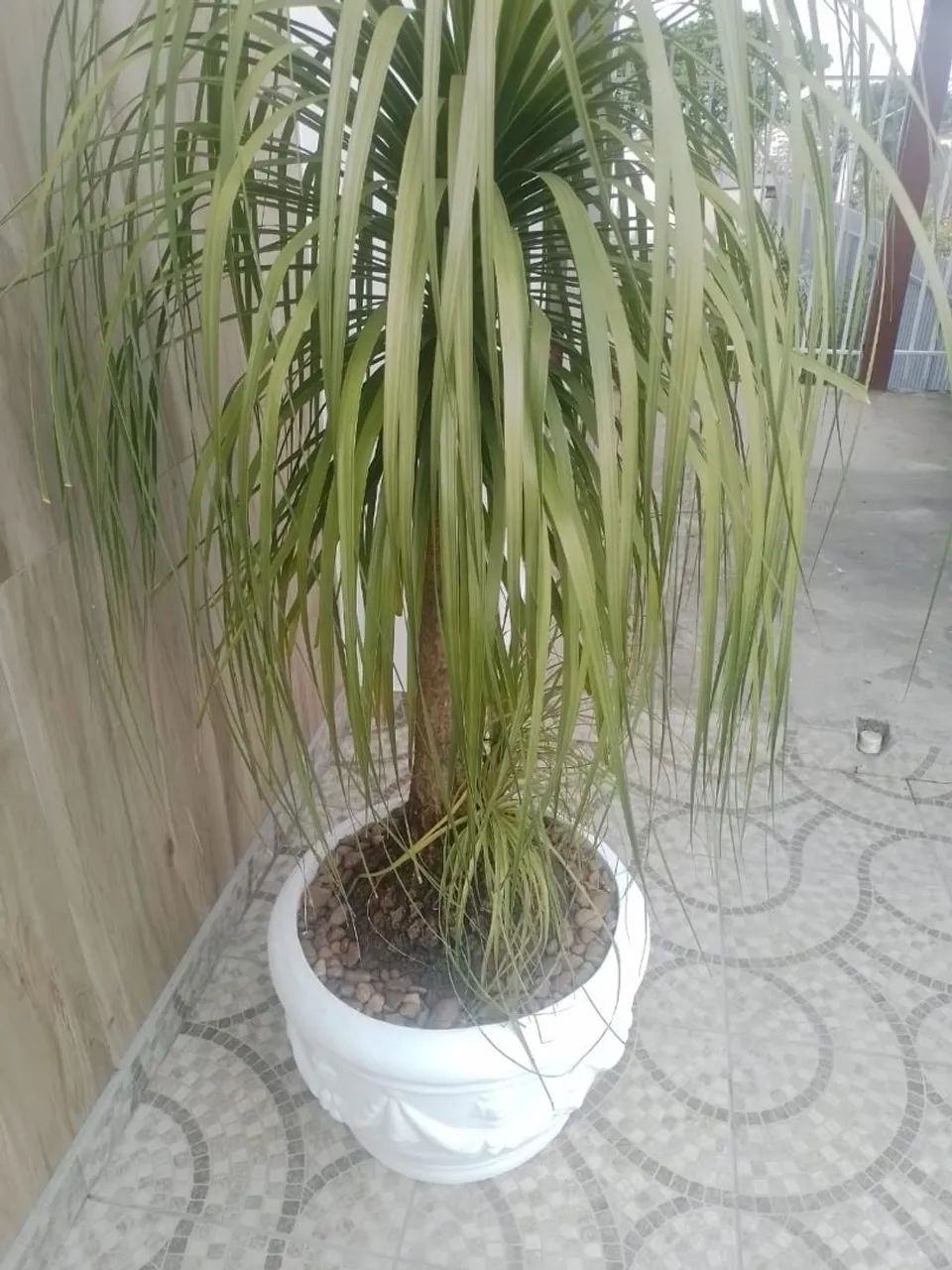 Planta Pata de elefante  - Foto 3