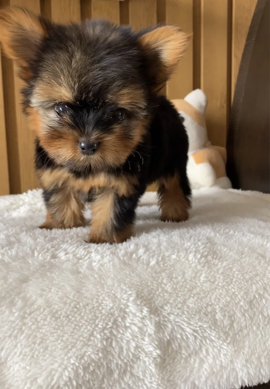 YORKSHIRE TERRIER MICRO (Fêmea e Macho) ACEITO CARTÃO e FAÇO ENTREGA!