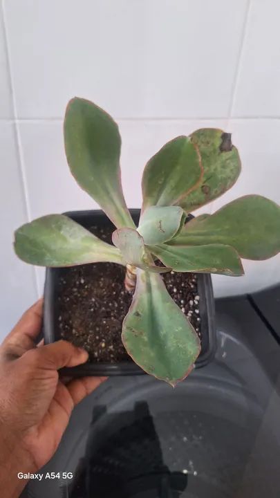 Planta suculenta Echeveria - Foto 4