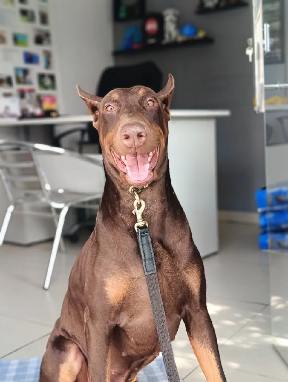 Filhotes de Dobermann com Pedigree CBKC ALKC PRETO MARROM E AZUL 