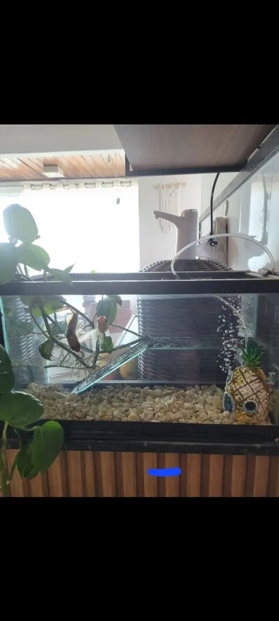 Aquário de Peixes Decorativo