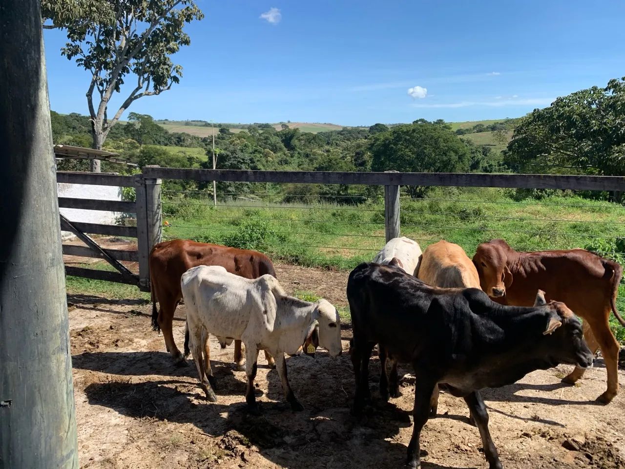 Bezerros e bezerras gir e cruzados para venda - Foto 6